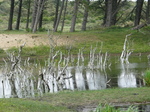 28146 Dead tree trunks sticking out of lake.jpg